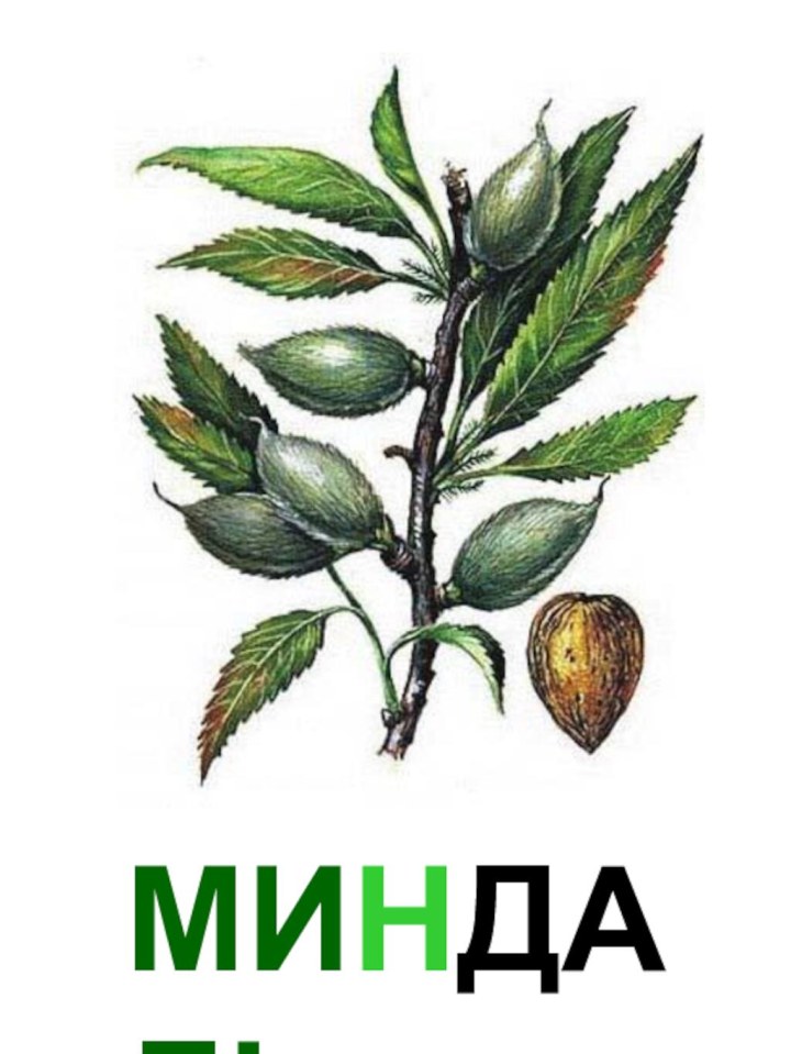 МИНДАЛЬ