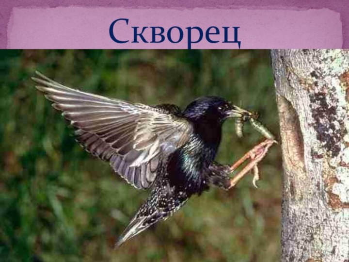 Скворец