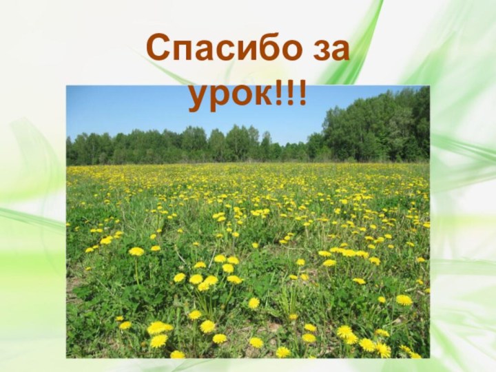 Спасибо за урок!!!