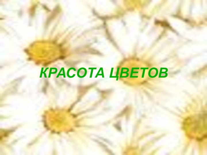 КРАСОТА ЦВЕТОВ