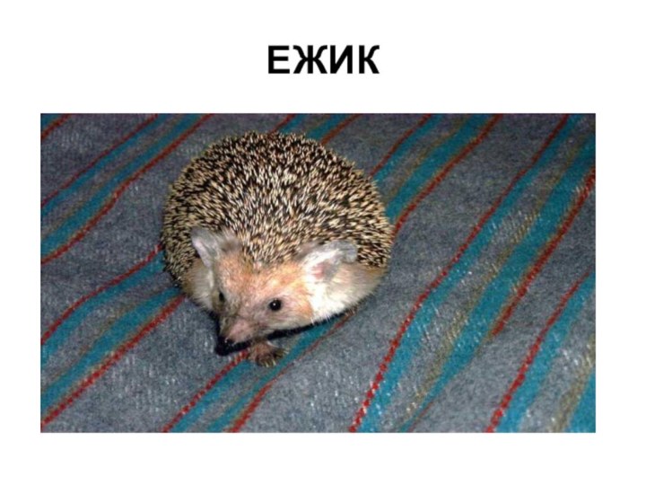 ЕЖИК