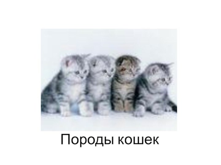 Породы кошек