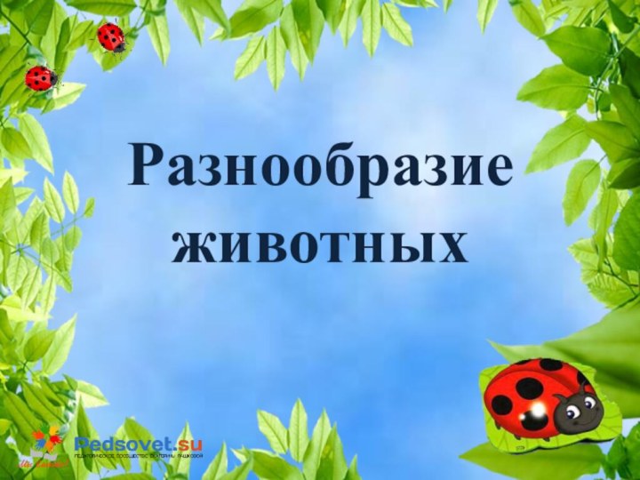 Разнообразие животных