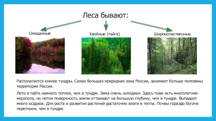 Леса бывают:Располагается южнее тундры. Самая большая природная зона России, занимает больше половины