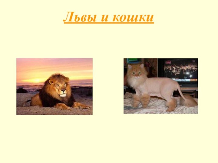 Львы и кошки