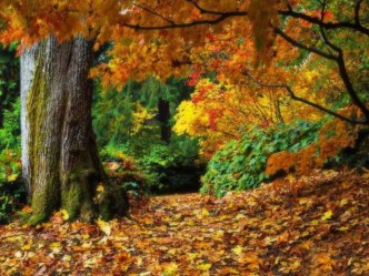 Презентация для интегрированного занятия Путешествие по осеннему лесу с лесным другом во второй младшей группе презентация урока для интерактивной доски (младшая группа)