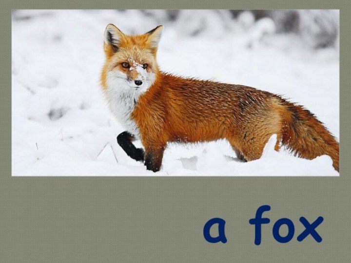 a fox