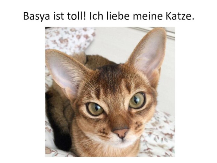 Basya ist toll! Ich liebe meine Katze.