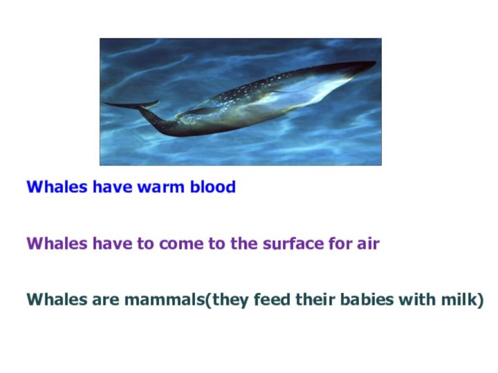Whales have warm bloodWhales have to come to the surface for airWhales