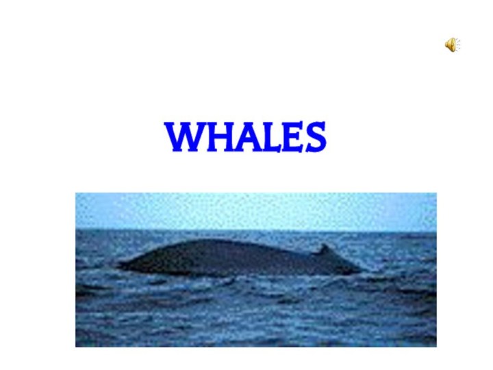 WHALES