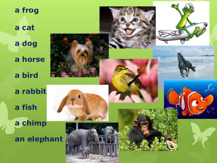 a frog  a cat   a dog  a horse