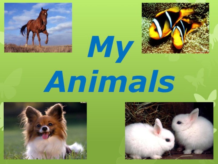 My Animals