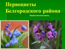 Презентация к внеклассному занятию по изобразительному искусству: Первоцветы Белгородского района