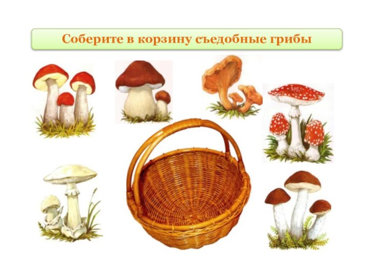 Соберите в корзину съедобные грибы