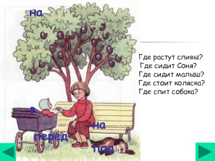 Где растут сливы? Где сидит Соня?  Где сидит малыш?