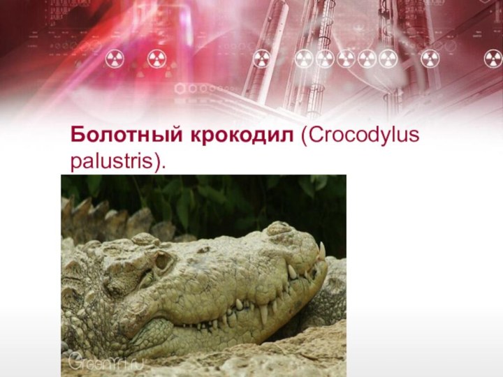 Болотный крокодил (Crocodylus palustris).