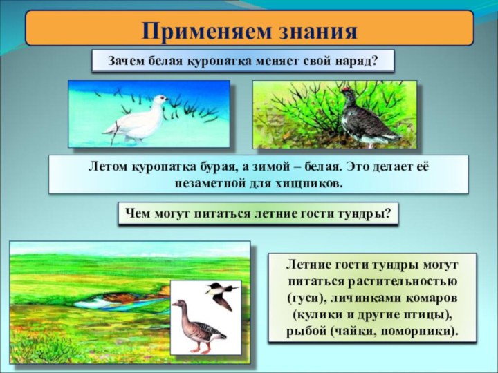 Применяем знанияЗачем белая куропатка меняет свой наряд?Чем могут питаться летние гости тундры?Летние