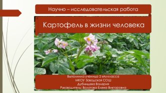 Картофель в жизни человека презентация к уроку по окружающему миру (2 класс)