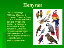 иллюстрации и краткое описание попугаев
