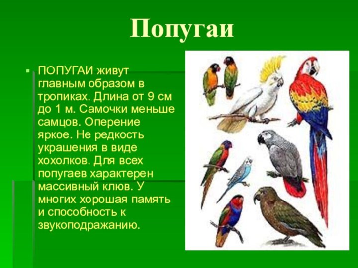 ПопугаиПОПУГАИ живут главным образом в тропиках. Длина от 9 см до 1