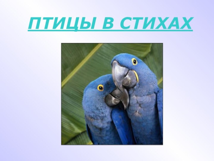 ПТИЦЫ В СТИХАХ