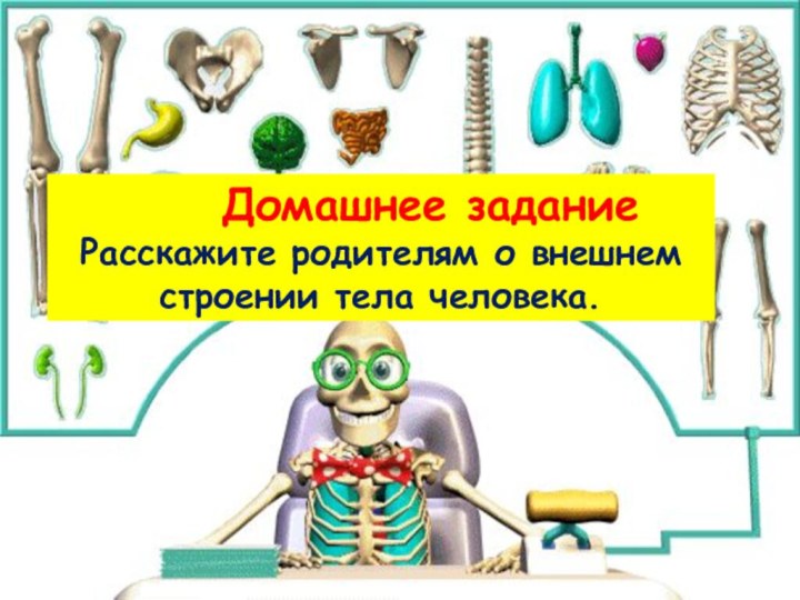 Домашнее заданиеРасскажите родителям о внешнем строении тела человека.