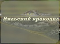 Презентация Нильский крокодил презентация к уроку по окружающему миру (подготовительная группа) по теме