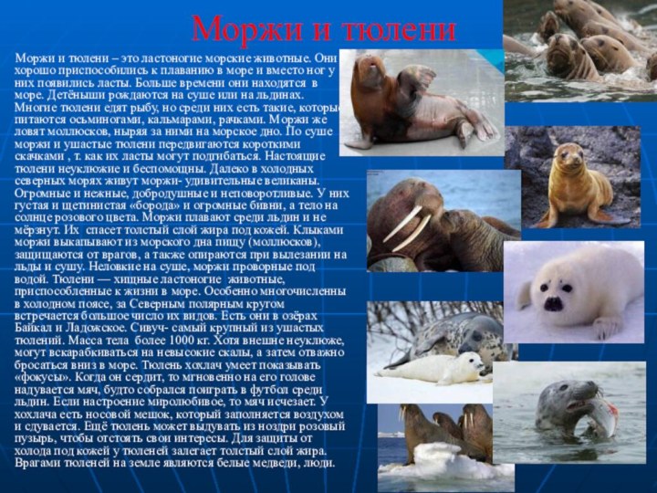 Моржи и тюлени    Моржи и тюлени – это ластоногие
