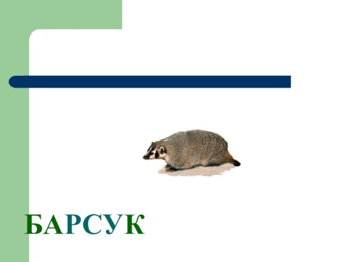 БАРСУК