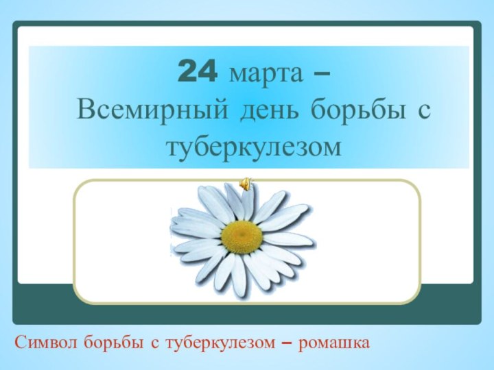 24 марта –  Всемирный день борьбы с туберкулезом 	Символ борьбы с туберкулезом – ромашка