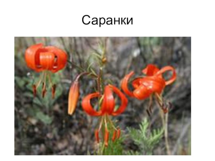 Саранки