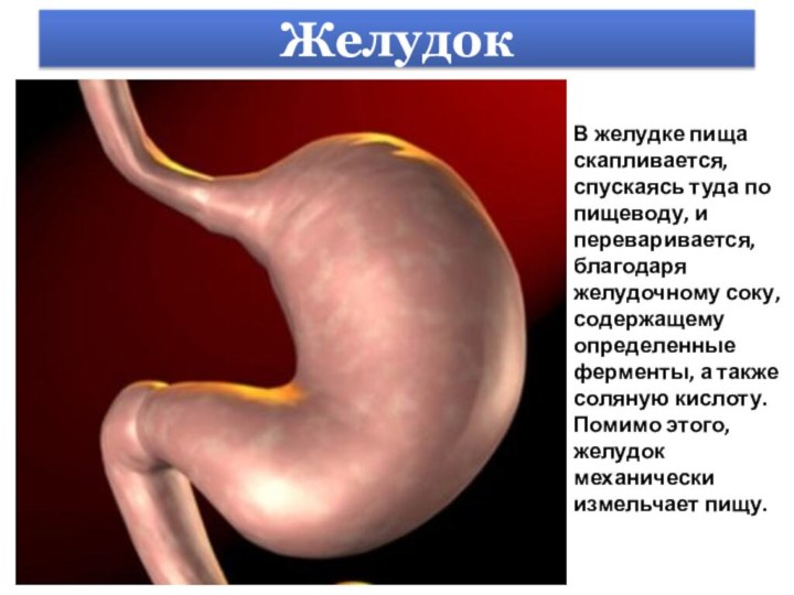 Желудок В желудке пища скапливается, спускаясь туда по пищеводу, и переваривается, благодаря