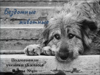 bezdomnye zhivotnye1