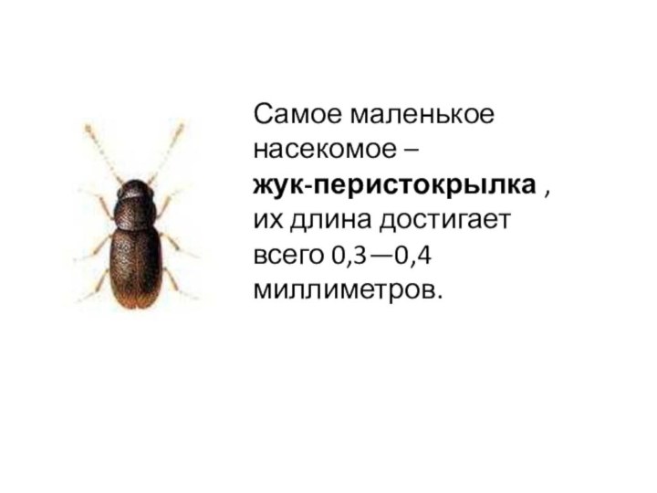 Самое маленькое насекомое – жук-перистокрылка , их длина достигает всего 0,3—0,4 миллиметров.