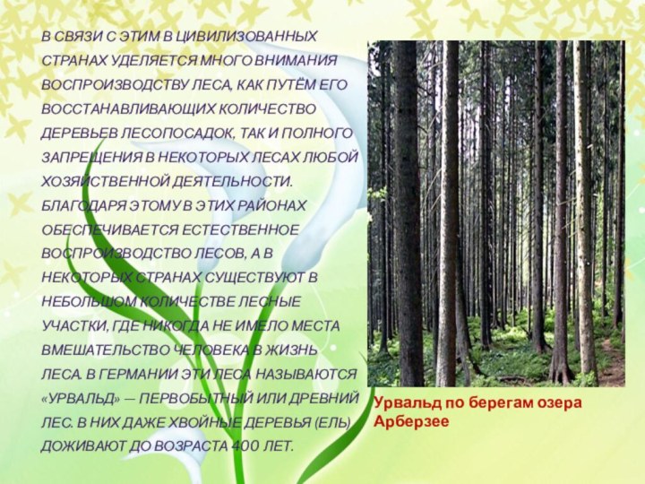 Урвальд по берегам озера АрберзееВ связи с этим в цивилизованных странах уделяется