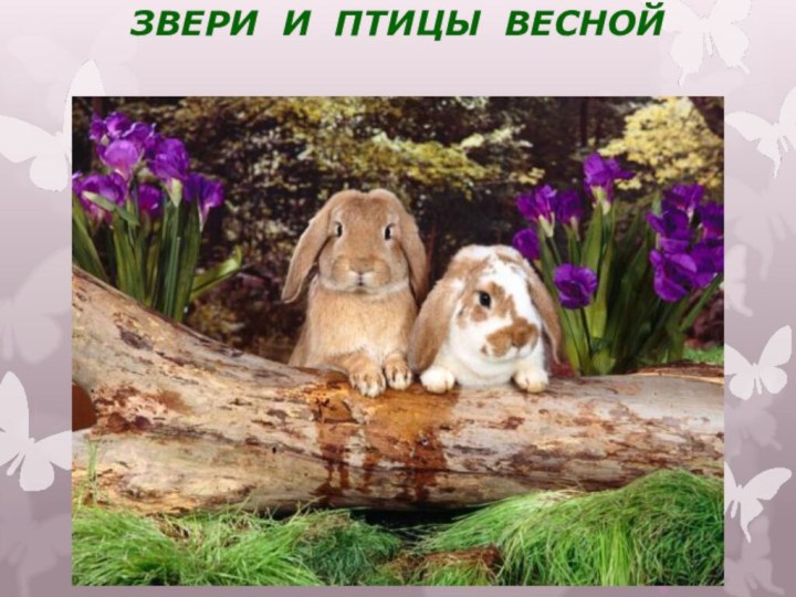 ЗВЕРИ И ПТИЦЫ ВЕСНОЙ