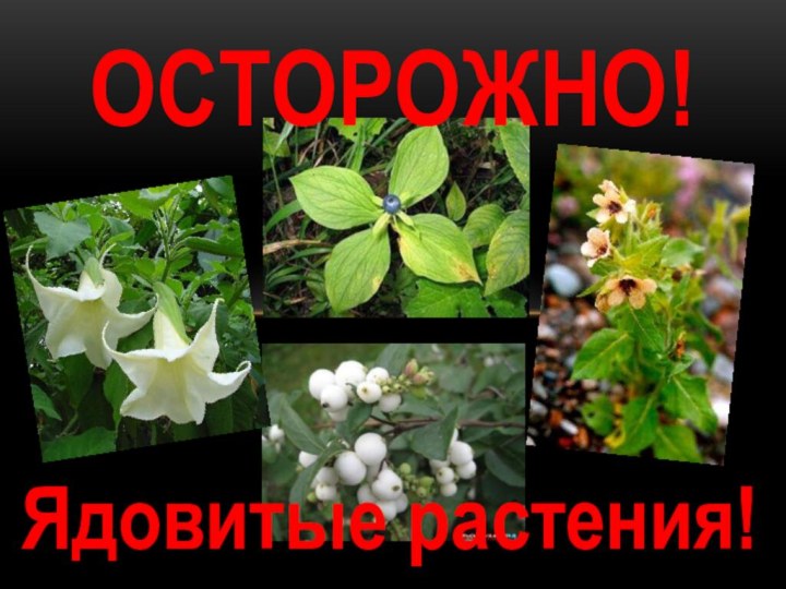 Ядовитые растения!ОСТОРОЖНО!