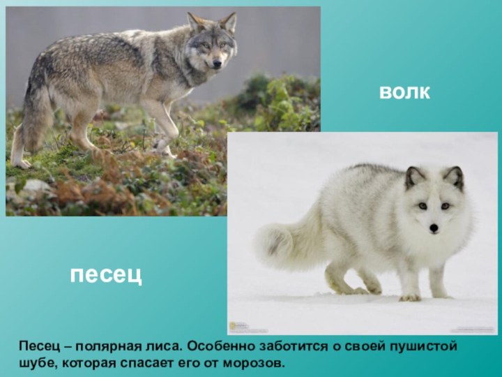 волкпесецПесец – полярная лиса. Особенно заботится о своей пушистой шубе, которая спасает его от морозов.