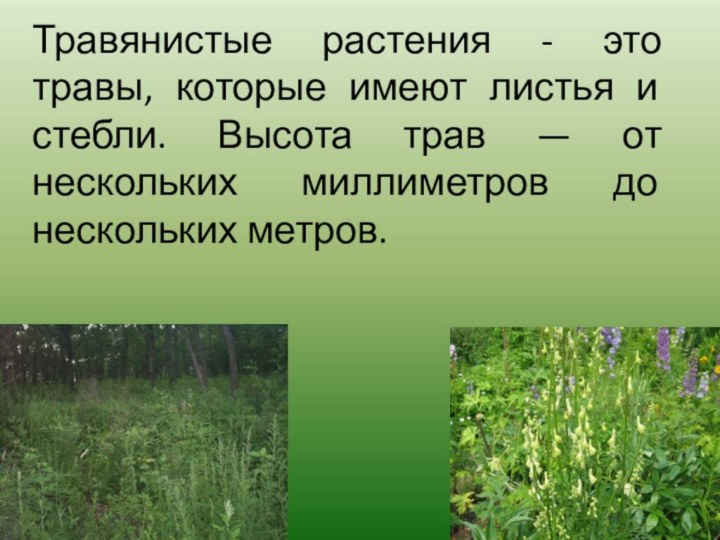 Травянистые растения - это травы, которые имеют листья и стебли. Высота трав