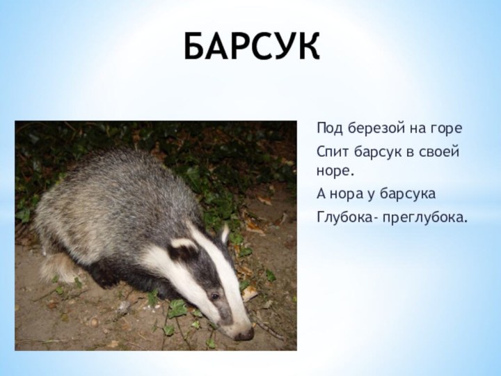 Под березой на гореСпит барсук в своей норе.А нора у барсука Глубока- преглубока.БАРСУК