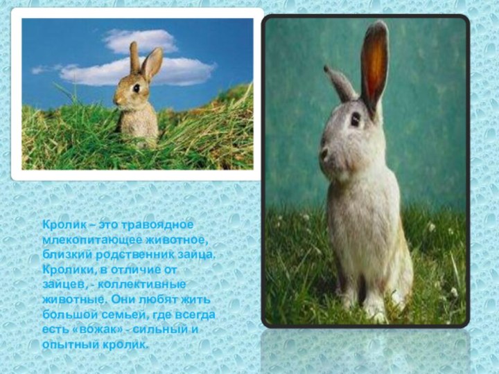 Кролик – это травоядное млекопитающее животное, близкий родственник зайца. Кролики, в отличие
