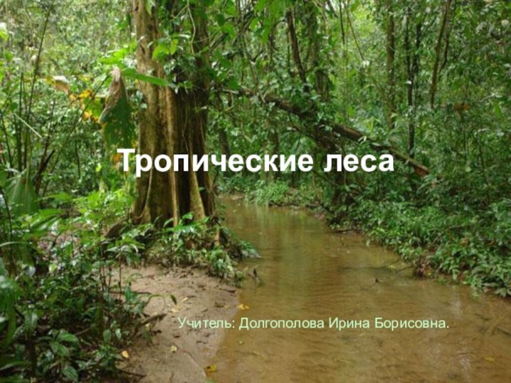 Тропические лесаУчитель: Долгополова Ирина Борисовна.