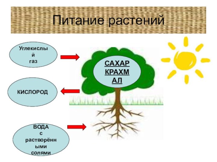 Питание растенийУглекислыйгазКИСЛОРОДВОДА с растворённымисолямиСАХАРКРАХМАЛ