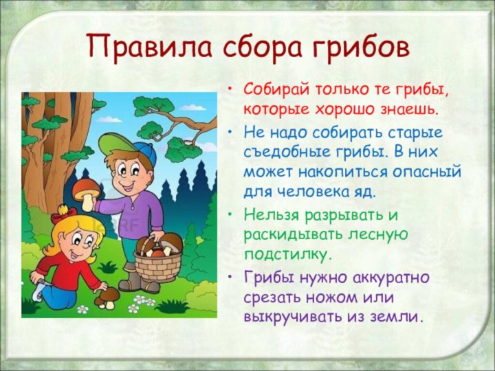 Правила сбора грибовСобирай только те грибы, которые хорошо знаешь.Не надо собирать старые