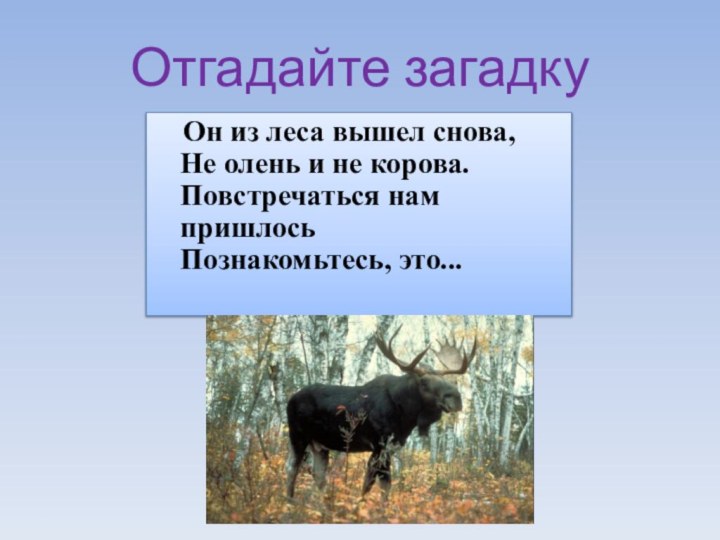 Отгадайте загадку  Он из леса вышел снова, Не олень и не