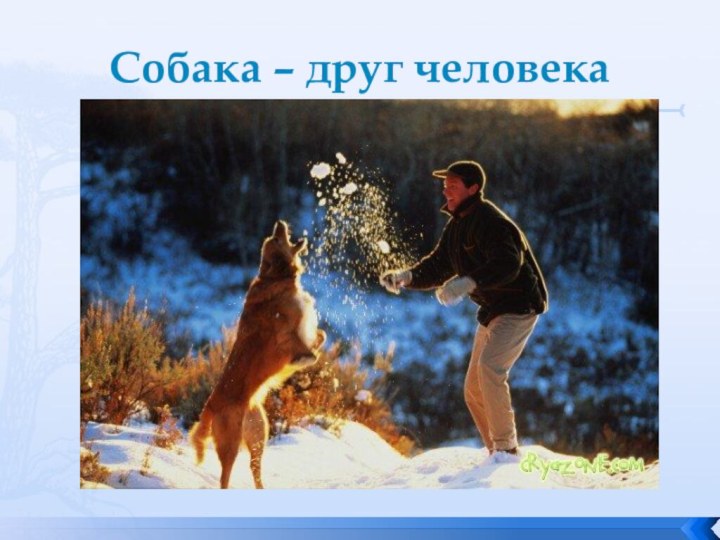 Собака – друг человека