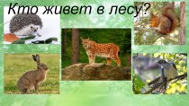 Кто живет в лесу презентация к уроку по окружающему миру (средняя группа)