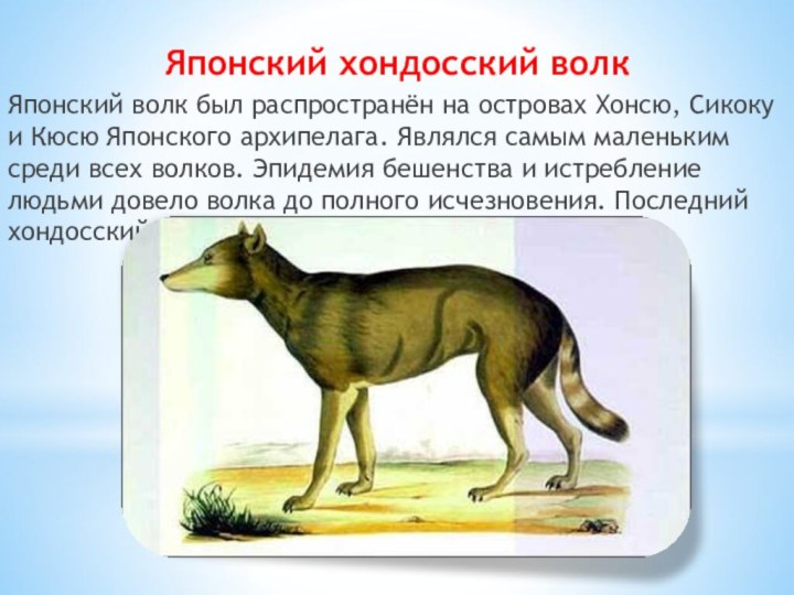 Японский хондосский волк Японский волк был распространён на островах Хонсю, Сикоку и