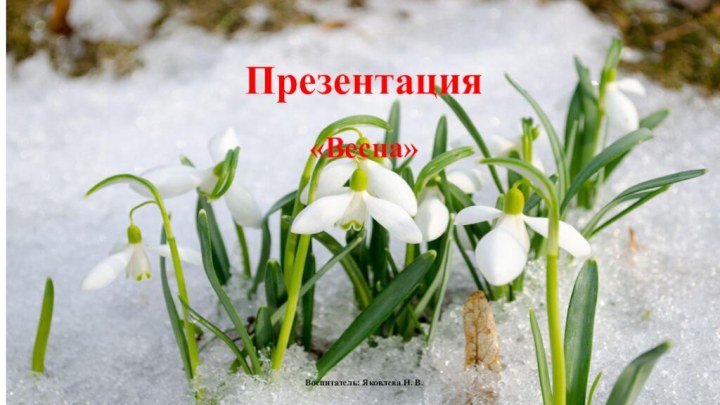 Презентация«Весна» Воспитатель: Яковлева Н. В.