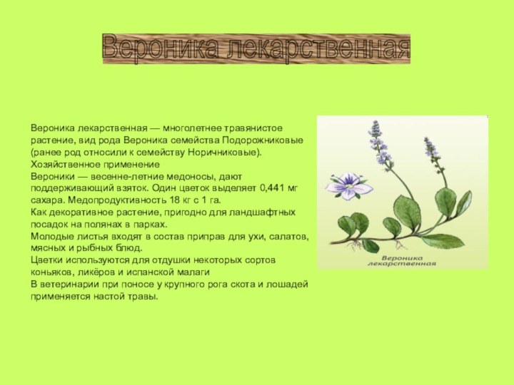 Вероника лекарственная — многолетнее травянистое растение, вид рода Вероника семейства Подорожниковые (ранее
